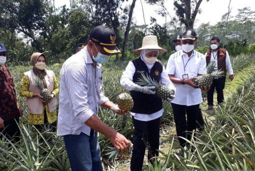 Nanas Pasir Kelud Jadi Primadona, Petani Untung - GenPI.co JATIM