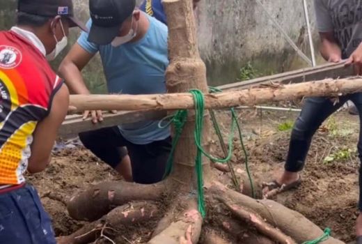 Armuji Panen Singkong Raksasa, Butuh 5 Orang untuk Mengangkat - GenPI.co JATIM