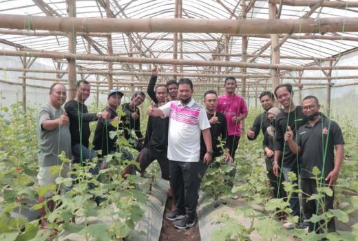 Melon Emas Jadi Primadona di Kota Madiun, Untungnya Wow - GenPI.co JATIM