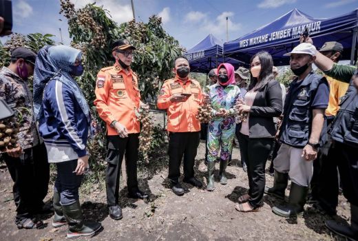 Kelengkeng Jemsu di Jember Jadi Primadona, Petani Lebih Untung - GenPI.co JATIM