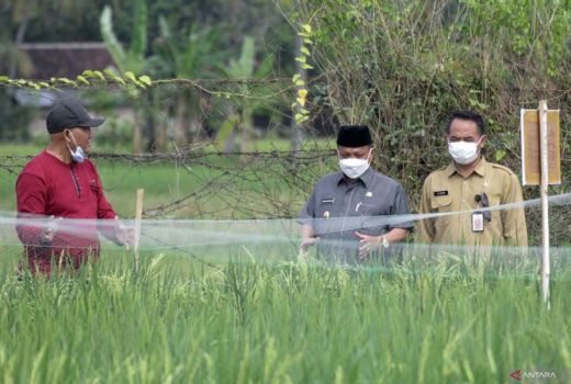 Bangga! Situbondo Bakal Punya Benih Padi Unggulan, Tunggu Hasil - GenPI.co JATIM