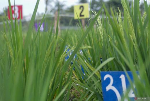 Situbondo Uji Coba Galur Padi, Dinas Pertanian Beberkan ini - GenPI.co JATIM