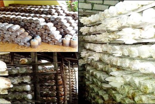 Jamur Tiram Jadi Primadona di Bojonegoro, Hasilkan Cuan - GenPI.co JATIM