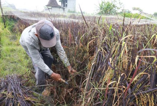Inovasi Petani Kota Kediri Top, Budi Daya Padi Ramah Diabetes - GenPI.co JATIM