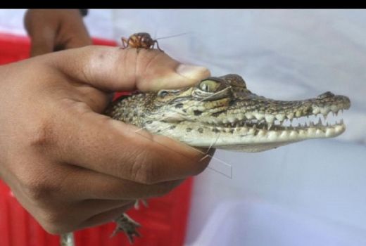 Fakta Mengejutkan dari Penemuan Anak Buaya Muara di Kediri - GenPI.co JATIM