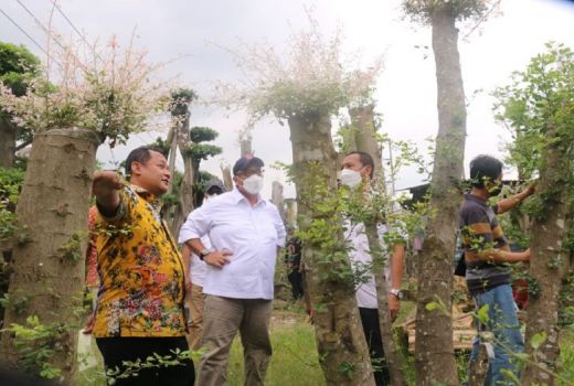Angin Segar Pencinta Tanaman Hias, BI Sebut Potensi Luar Biasa - GenPI.co JATIM