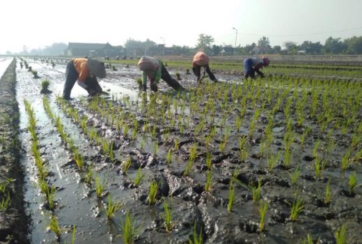 Inovasi Keren Pemkab Ngawi, Mengatasi Penyusutan Lahan Pertanian - GenPI.co JATIM