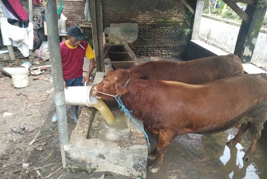 Wabah PMK Tak Pengaruhi Harga Sapi di Malang, Ingin Beli Cek Dulu - GenPI.co JATIM
