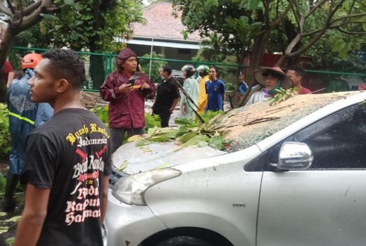 2 Kendaraan Ringsek Tertimpa Pohon, Begini Kondisi Pengendara - GenPI.co JATIM