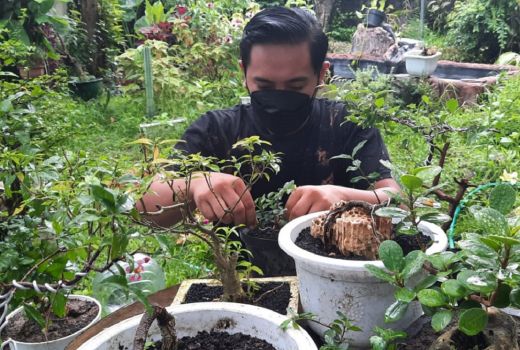 Hobi Datangkan Cuan, Syaifudin Sukses Kembangkan Bisnis Bonsai - GenPI.co JATIM