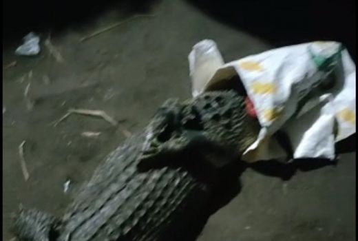 Heboh Warga Desa Janti Kediri Tangkap Buaya, Besar Juga - GenPI.co JATIM