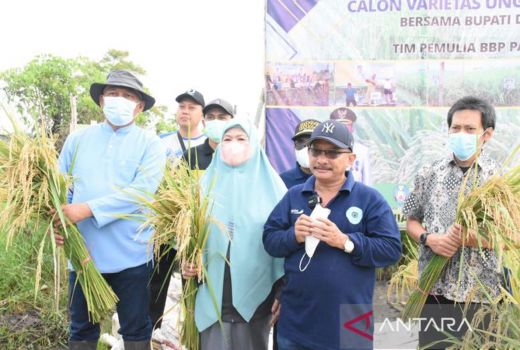 Benih Padi Asal Situbondo Punya Banyak Keunggulan, Yuk Intip - GenPI.co JATIM