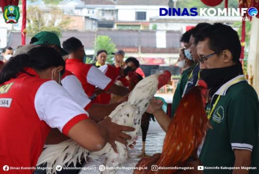 Ayam Hias Ekor Lidi Bukan Sembarang Bangkok, Punya Harga Bagus - GenPI.co JATIM