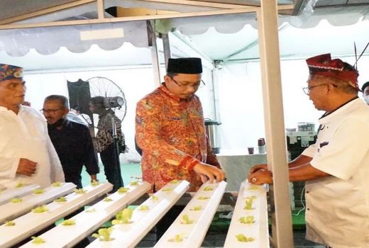 Inovasi Urban Farming dapat Jempol Bupati Sidoarjo, Menguntungkan - GenPI.co JATIM