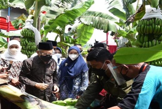 Pisang Asal Jatim Jadi Primadona, Siap Naik Kelas - GenPI.co JATIM