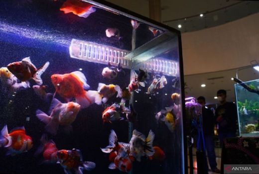 Beragam Komunitas Ikan Hias Menggelar Pameran di Kota Madiun - GenPI.co JATIM