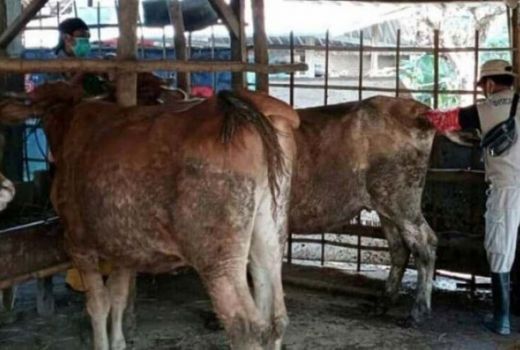 Magetan dapat Kuota Inseminasi Buatan, Genjot Produktivitas Sapi - GenPI.co JATIM