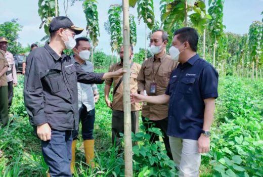 Perhutani Manfaatkan Nutrimon, Pohon Jati Cepat Tumbuh - GenPI.co JATIM
