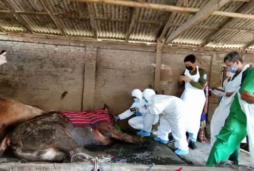 Sapi di Lumajang Lumpuh Tiba-Tiba, Diduga PMK - GenPI.co JATIM