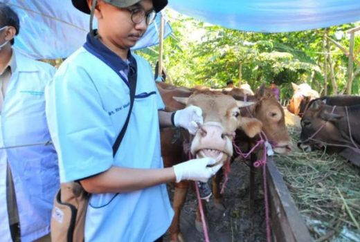Virus PMK Muncul di Jatim, Pemkot Surabaya Awasi Hewan Ternak - GenPI.co JATIM