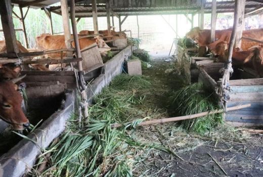 Saran BEM UPN Veteran Jatim ini Bisa Selamatkan Peternak Sapi - GenPI.co JATIM