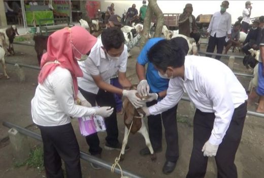 Disnak Trenggalek Turun ke Pasar, Cek Hewan Ternak Antisipasi PMK - GenPI.co JATIM
