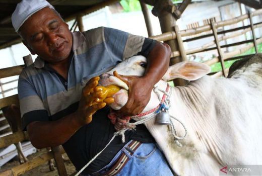 Peternak Berikan Jamu untuk Sapi, Antisipasi PMK - GenPI.co JATIM