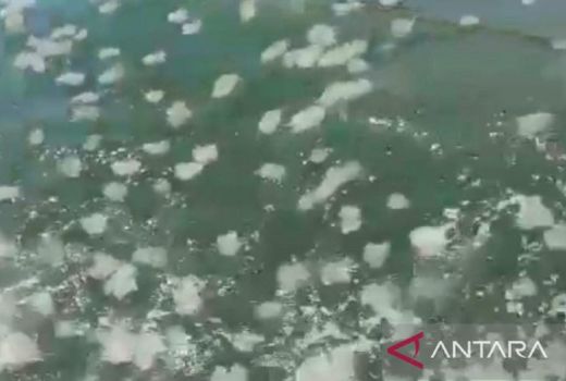 Ubur-Ubur Serbu Pantai Probolinggo, ini Penjelasan Dinas Kelautan - GenPI.co JATIM