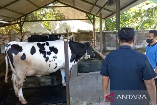 Pemkab Ngawi Mulai Batasi Ternak Luar Daerah Masuk ke Wilayahnya - GenPI.co JATIM