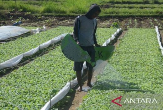 Pemkab Pamekasan Beri Bantuan Bibit Tembakau Lokal, Petani Senang - GenPI.co JATIM