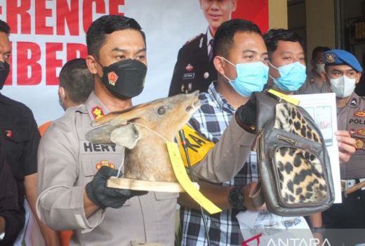 Polres Jember Buru Pemasok Bahan Baku Satwa Langka - GenPI.co JATIM