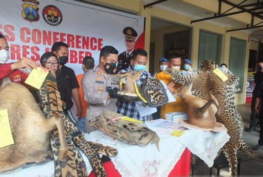 Polisi Tangkap Perajin Satwa Liar Dilindungi, Kulitnya Jadi Tas - GenPI.co JATIM