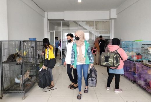 Masyarakat Berdatangan Adopsi Kucing Ditelantarkan di Surabaya - GenPI.co JATIM