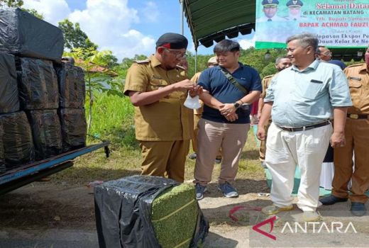 Daun Kelor Sumenep Naik Kelas, Kualitasnya Diakui Dunia - GenPI.co JATIM