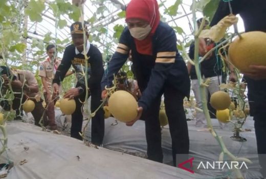 Harganya Bersaing, Melon Golden Datangkan Cuan untuk Petani - GenPI.co JATIM