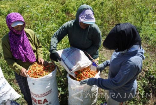Harga Cabai Rawit Gila-Gilaan, Petani Situbondo Ungkap Faktornya - GenPI.co JATIM