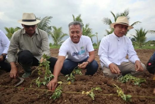 Ubi Jalar Jember Naik Kelas, Buka Peluang ke Pasar Jepang - GenPI.co JATIM