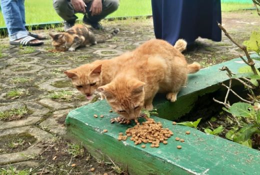 Muncul Petisi Penolakan Jual Beli Kucing di Malang - GenPI.co JATIM
