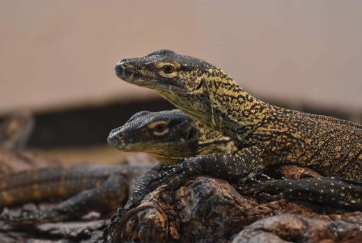 29 Anak Komodo Tambah Koleksi Kebun Binatang Surabaya - GenPI.co JATIM