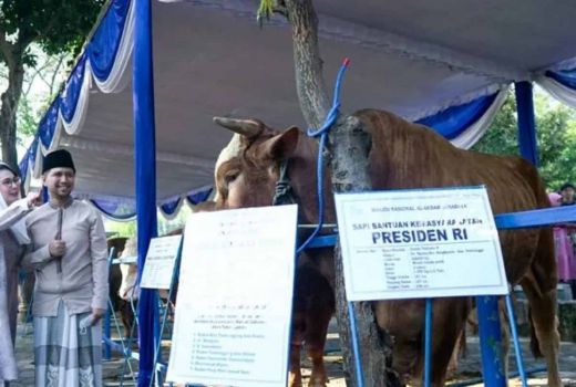 Sapi Presiden Jokowi Disembelih Hari ini di Masjid Al Akbar - GenPI.co JATIM