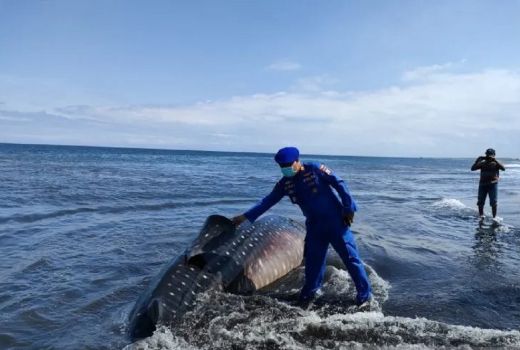 Hiu Tutul Bikin Geger Warga Pantai Nyamplong Kobong Jember - GenPI.co JATIM