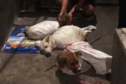Geger Rumah Jagal Anjing di Surabaya, Polisi Turun Tangan - GenPI.co JATIM