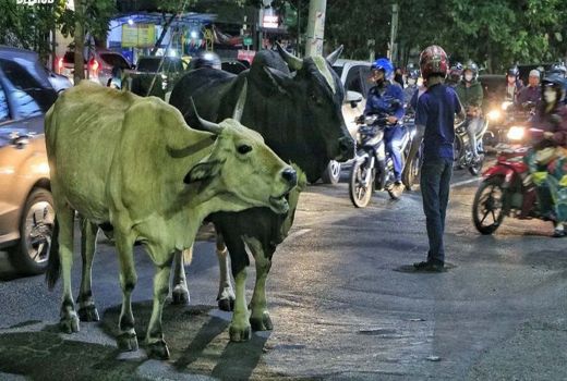Heboh! 3 Sapi Buat Macet Jalan di Surabaya - GenPI.co JATIM
