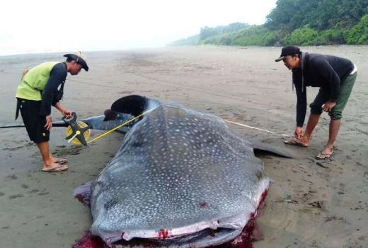 Hiu Paus Terdampar di Pantai Blok Kere Banyuwangi - GenPI.co JATIM