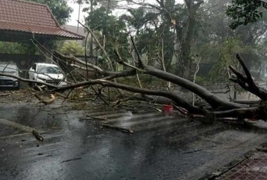 Hujan Disertai Angin di Kota Malang, Sejumlah Pohon Tumbang - GenPI.co JATIM