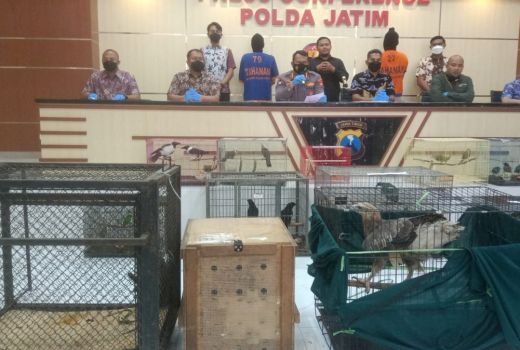 Polda Jatim Bongkar Perdagangan Satwa Dilindungi, 2 Orang Ditahan - GenPI.co JATIM