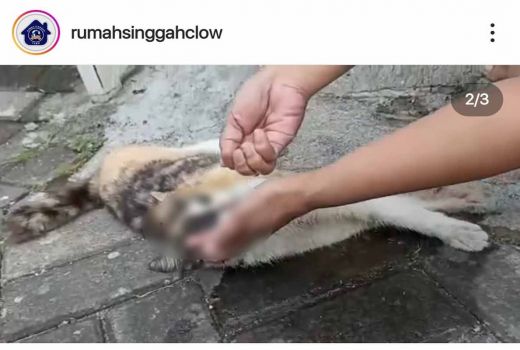 Polisi Turun Tangan, Selidiki Puluhan Kucing Mati di Malang - GenPI.co JATIM