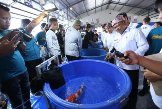 1.200 Ikan Unjuk Gigi di Banyuwangi Young Koi Show 2022 - GenPI.co JATIM