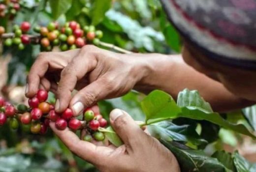 Kopi Arabika Pasuruan Mendunia, Diekspor ke Malaysia dan Amerika - GenPI.co JATIM