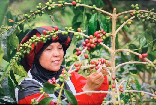 UMKM Binaan BRI Bawa Kopi Takengon Aceh Tembus Amerika Serikat - GenPI.co JATIM